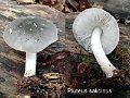 Pluteus salicinus-amf1491-1